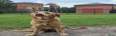Golden Retriever 1