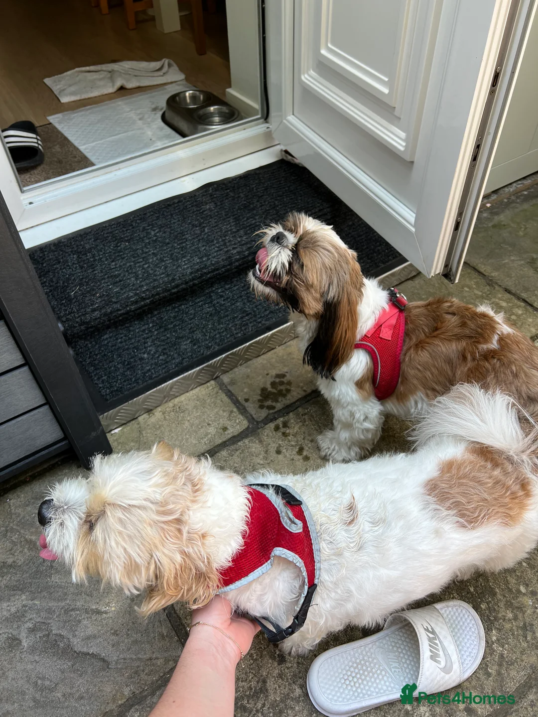 Shih Tzu dogs for stud: Benji - Proven Pedigree Shih Tzu for Stud in London - Advert 34
