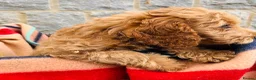 Cockapoo dogs for sale: 🧡💛 ADORABLE F1B COCKAPOO PUPPIES 💛🧡 - Advert 6