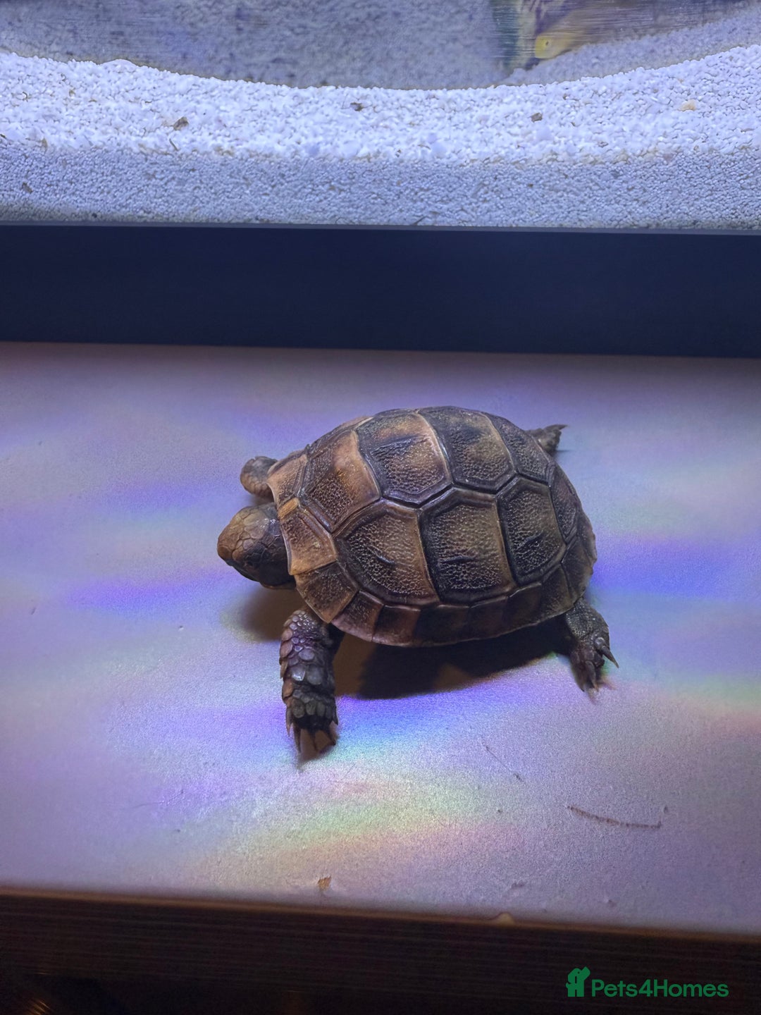 Hermann Tortoise reptiles for sale: 4 month old Hermann’s Tortoise Baby Captive Bred - Advert 2