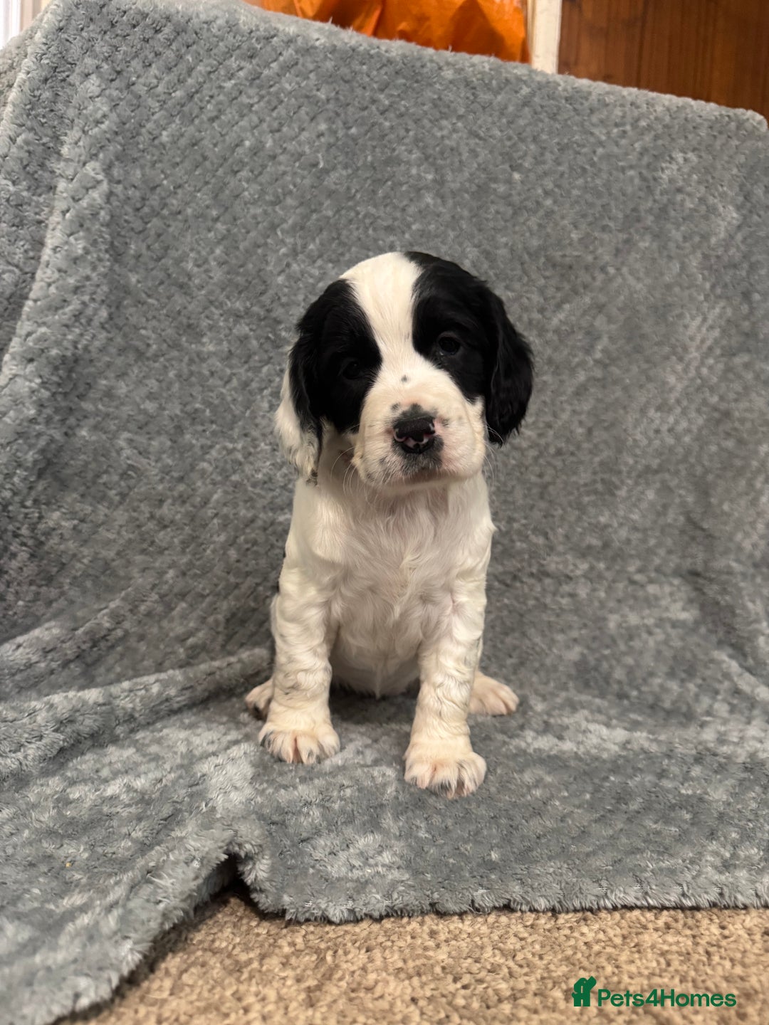 Cocker Spaniel dogs for sale: KC Registered Working Cocker Spaniel puppies - Image 7