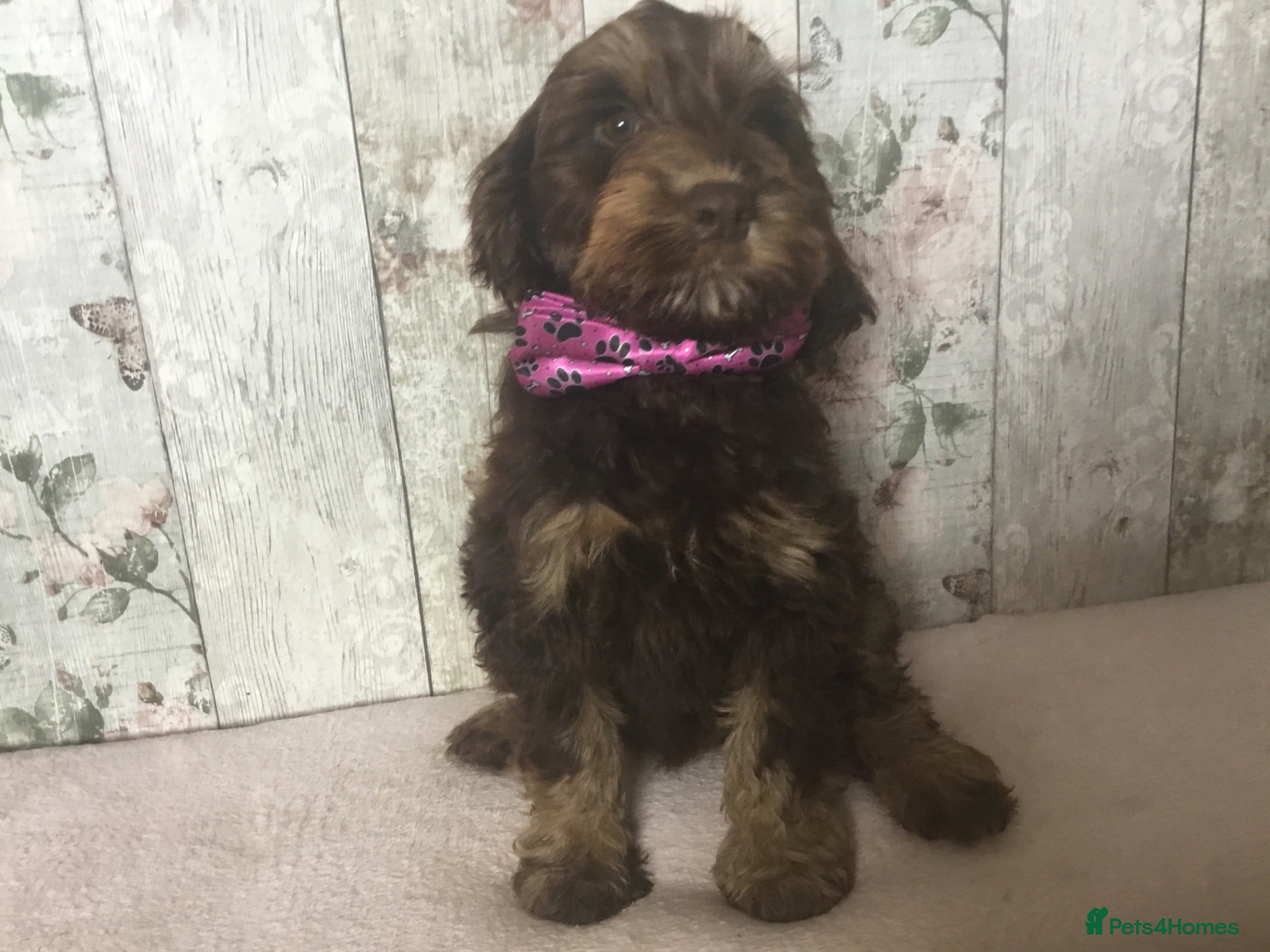 Mixed Breed dogs Mini Doodle pups ( like cockapoo’s ) - Advert 1