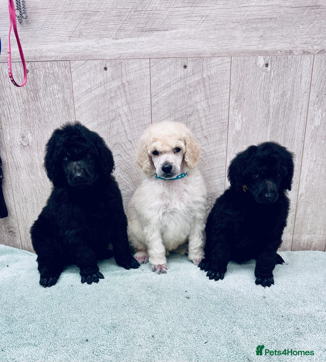Standard Poodle dogs for sale: Seven Wonders of Standard Poodle Puppies - Advert 2