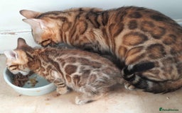 Bengal cats for sale: Quality TICA reg Bengal leopard cubs.  - Image 4