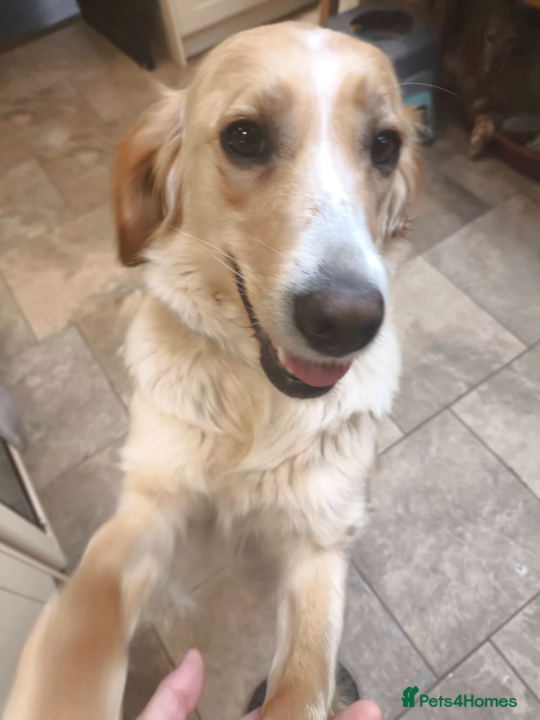 Mixed Breed dogs for adoption: Vinda in Staines - Advert 2