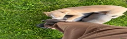 Italian Greyhound dogs for sale: Italian greyhound x whippet - Advert 5