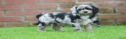 Cavapoo dogs for sale: Beautiful Cavapoo puppies for sale - Advert 12
