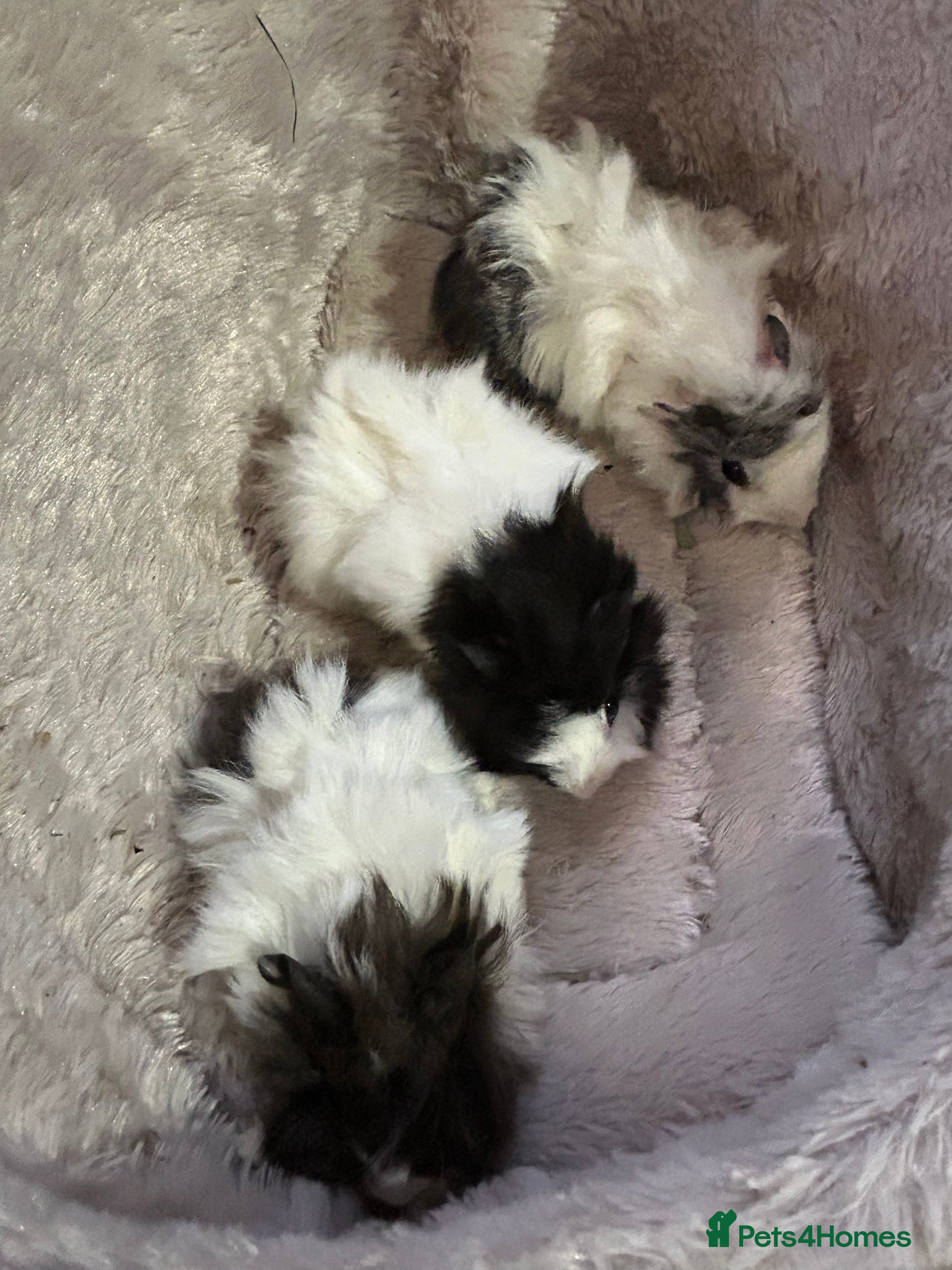 Guinea Pig rodents GORGEOUS BABY GUINEA PIGS - Advert 20