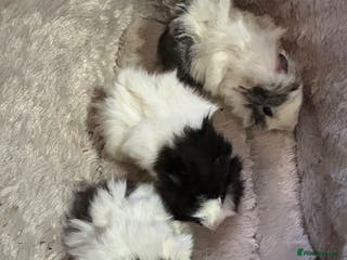 Guinea Pig rodents GORGEOUS BABY GUINEA PIGS - Advert 20