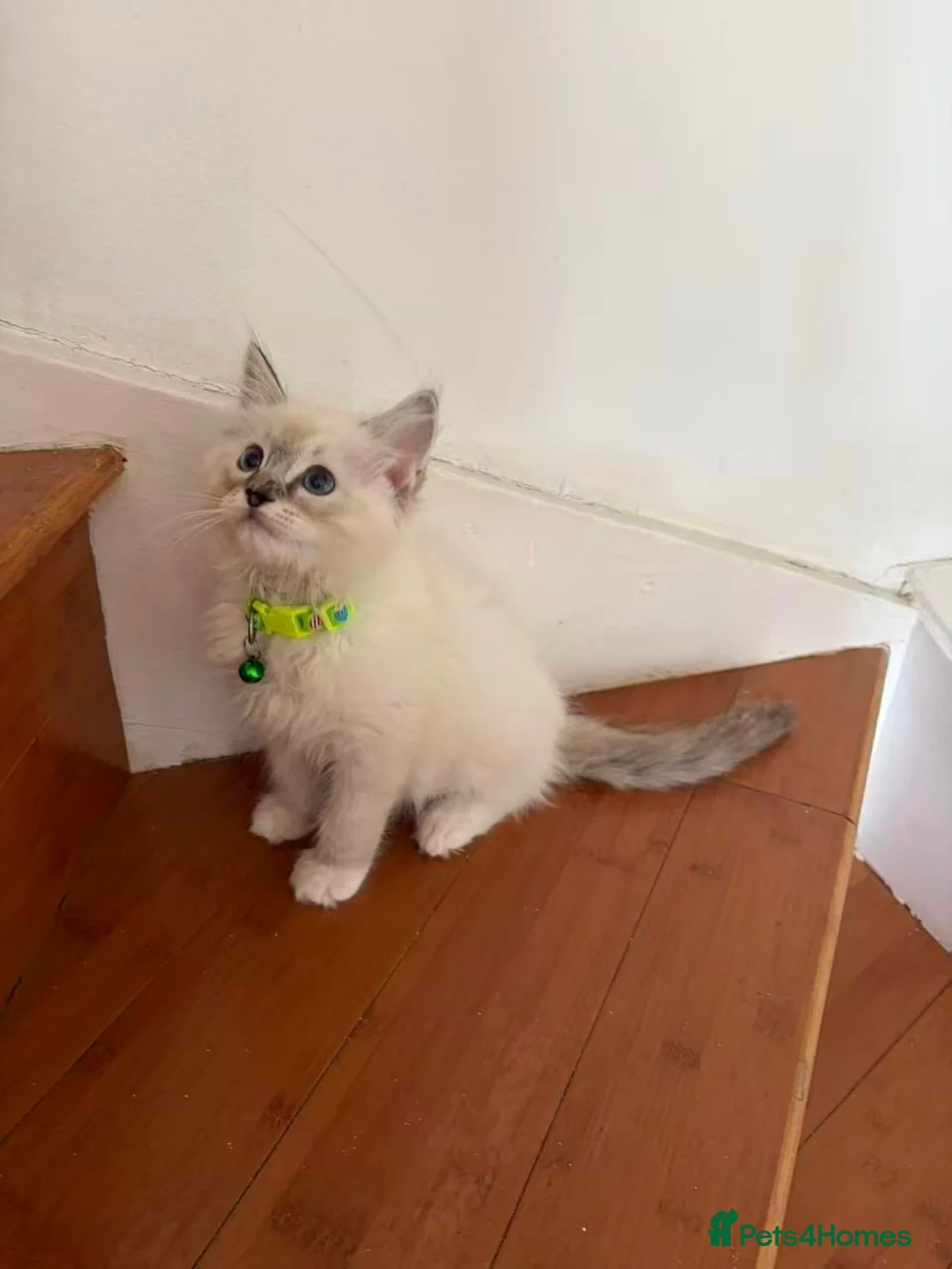 Ragdoll cats for sale: Ragdoll kittens for sale - Advert 2