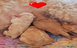 Cockapoo dogs for sale: Cockapoo, geneticlly tested parents - Image 2