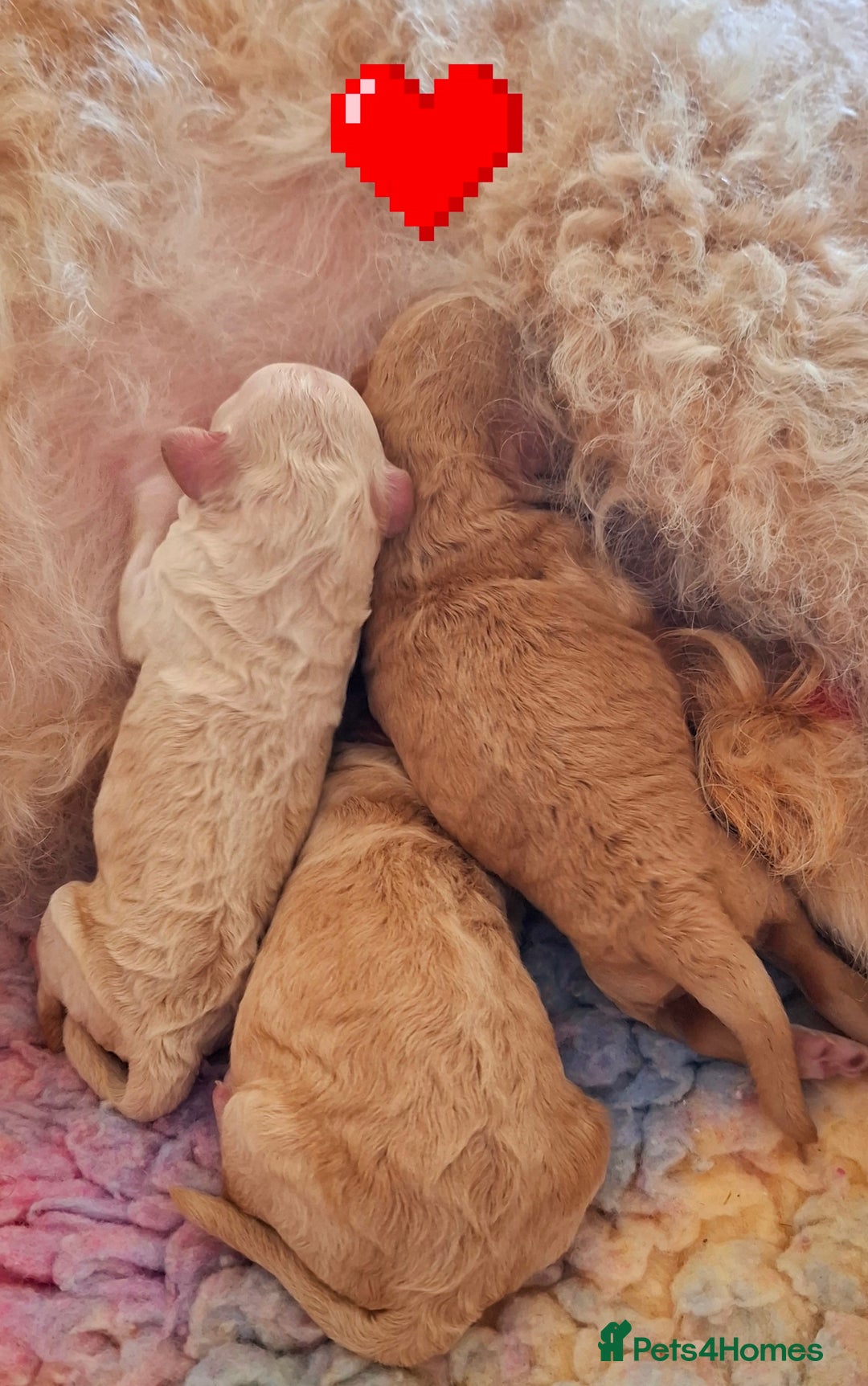 Cockapoo dogs for sale: Cockapoo, geneticlly tested parents - Image 2
