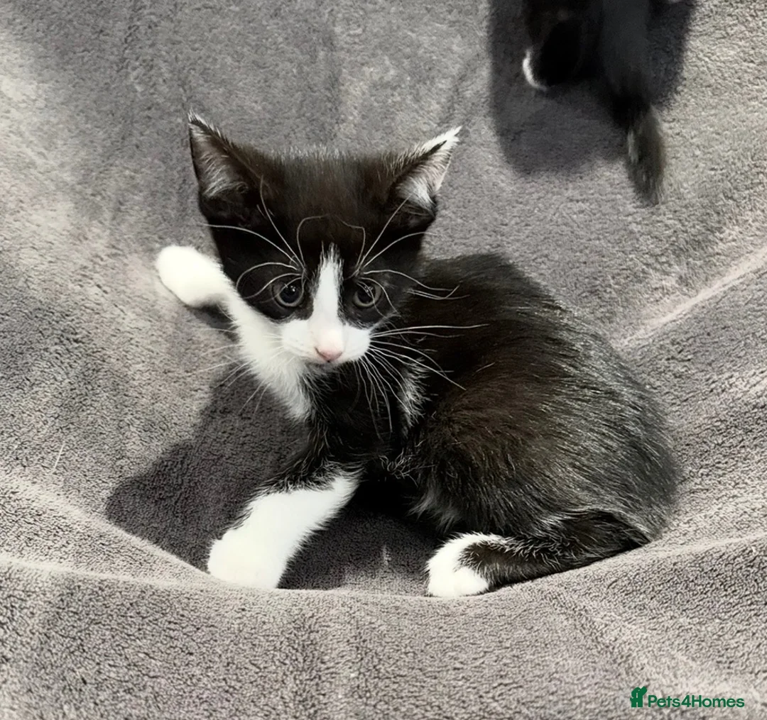 Mixed Breed cats for sale: READY NOW Girls - Advert 4