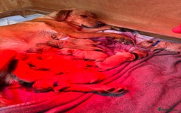 Labrador Retriever dogs for sale: KC Reg ‘Fox Red’ Labrador Retrievers  - Image 2