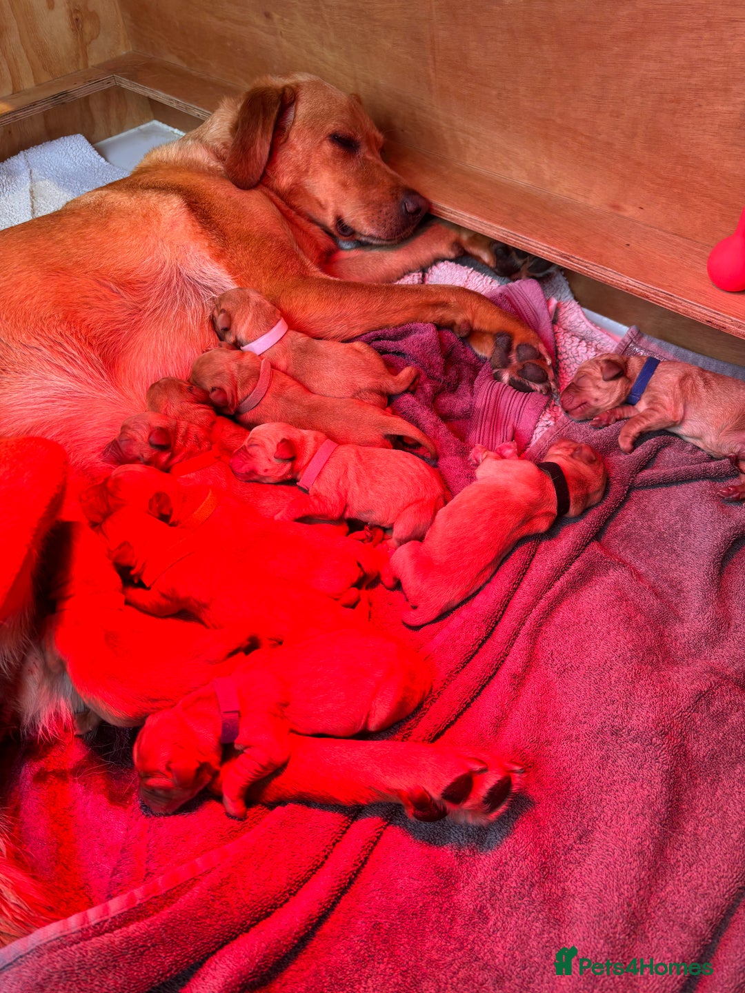 Labrador Retriever dogs for sale: KC Reg ‘Fox Red’ Labrador Retrievers  - Image 2