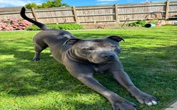 Staffordshire Bull Terrier dogs for stud: Staffordshire Bull Terrier Stud - Image 2