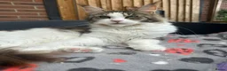 Maine Coon cats for sale: Retired Queens Looking For Comfy Laps!! - Advert 4