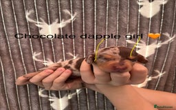 Dachshund dogs for sale: Tweenie dachshund puppies  - Image 4