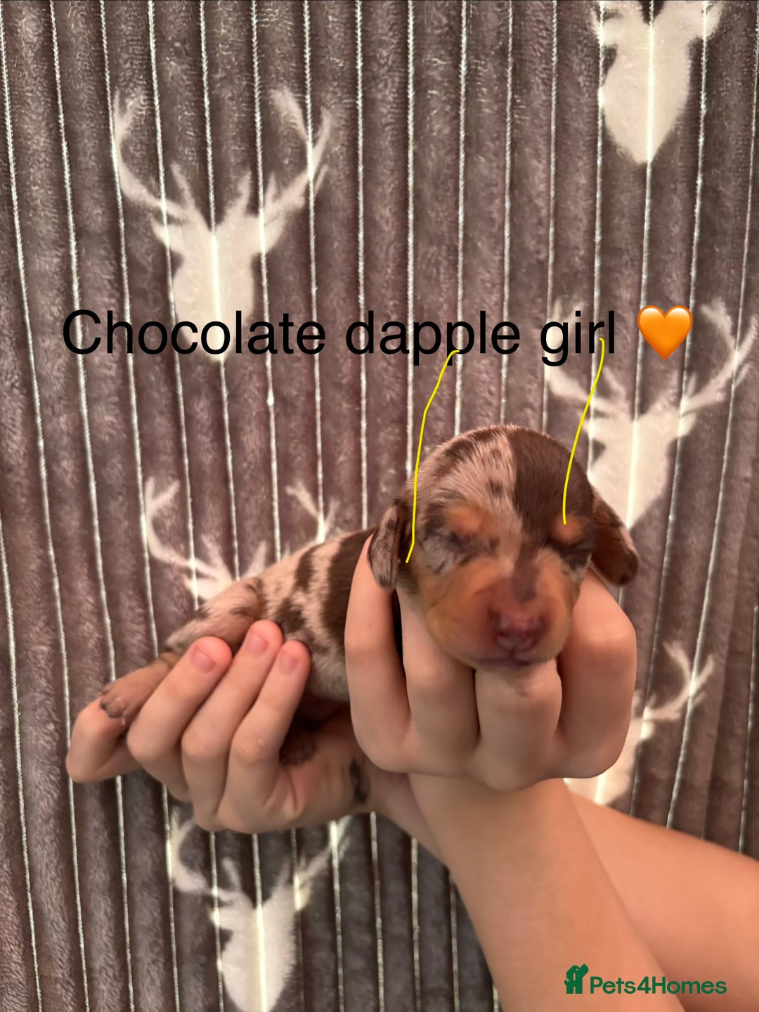 Dachshund dogs for sale: Tweenie dachshund puppies  - Image 4