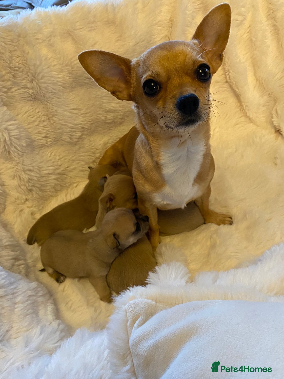 Chihuahua dogs for sale: Stunning Chihuahuas  - Advert 16