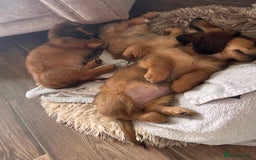 Miniature Dachshund dogs for sale: Miniature Dachshund Puppy 2 - REDUCED ready to go Kc reg red LH min dachshunds  - Image 34