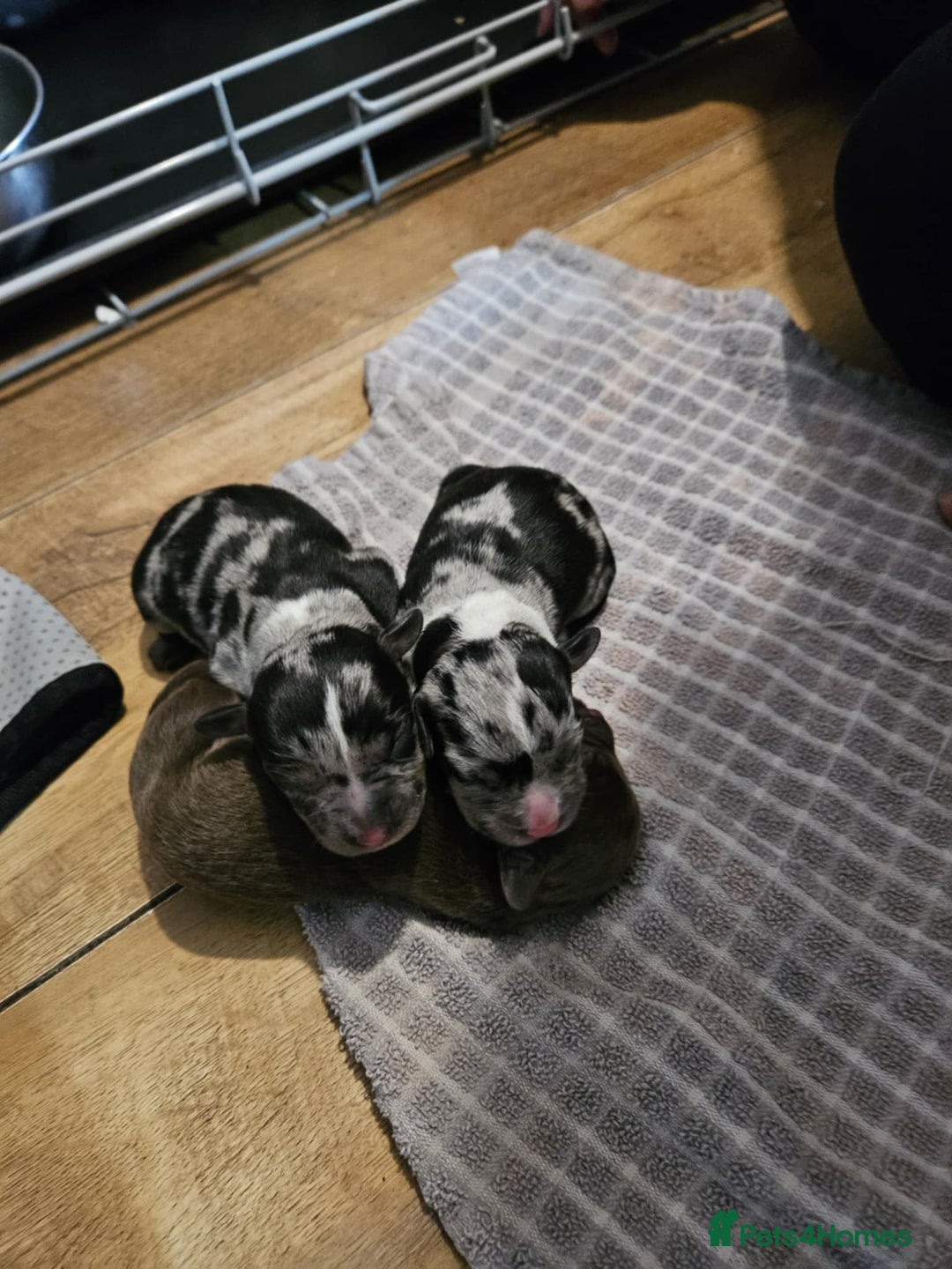 Mixed Breed dogs for sale: Puppies for sale spaniel x bully - Image 4
