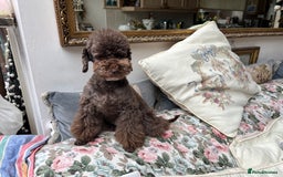 Toy Poodle dogs for sale: Toy Poodle Puppy Black Looking for a Loving Home in London - Image 8