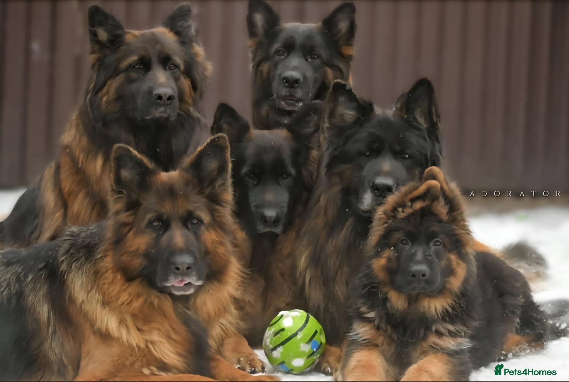 German Shepherd dogs German shepherd straigh back - Advert 1