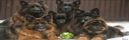 German Shepherd dogs for sale: German shepherd straigh back - Advert 1