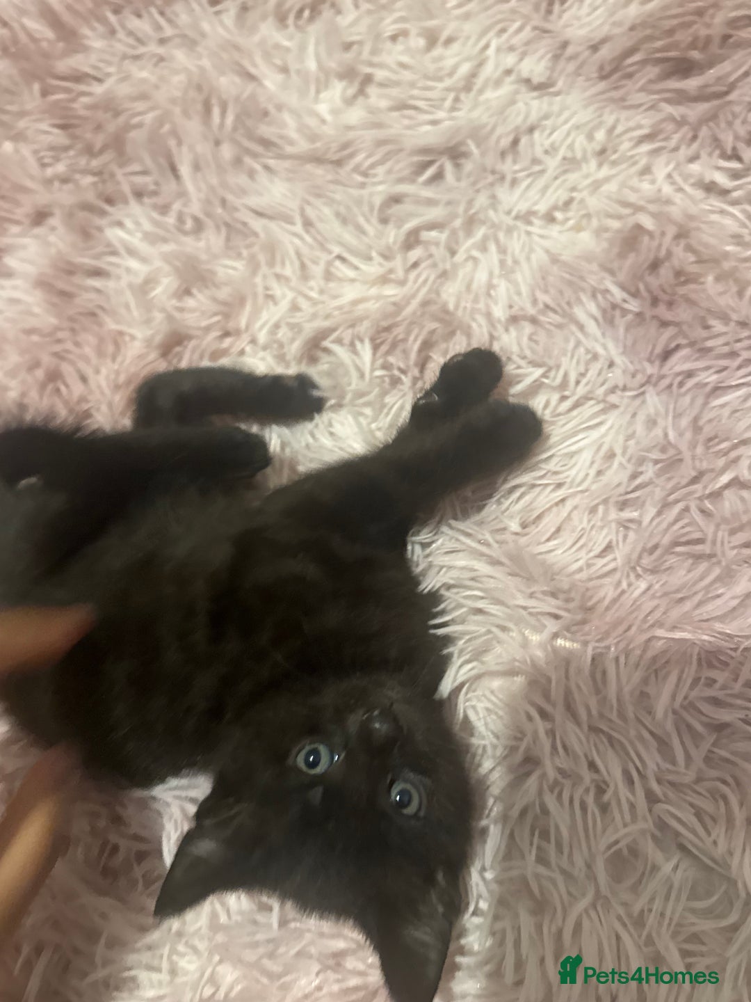 Mixed Breed cats for sale: 6 playful kitties ready to leave - Image 11