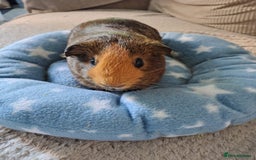 Guinea Pig rodents for sale: 3 Female Guinea Pigs  - Image 2