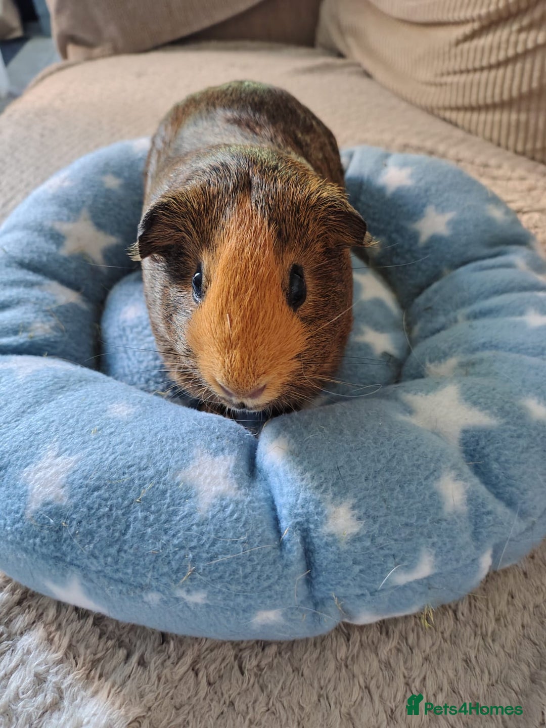 Guinea Pig rodents for sale: 3 Female Guinea Pigs  - Image 2