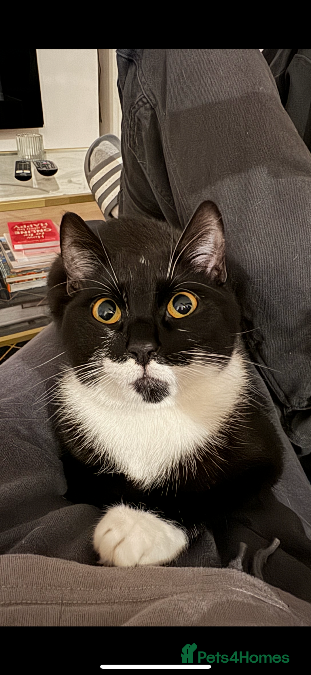 Mixed Breed cats for sale:  Lovely Young Boy Seeking New Home - Image 2