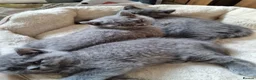 British Shorthair cats for sale: British Shorthair Kittens for sale  in Oxford - Advert 7