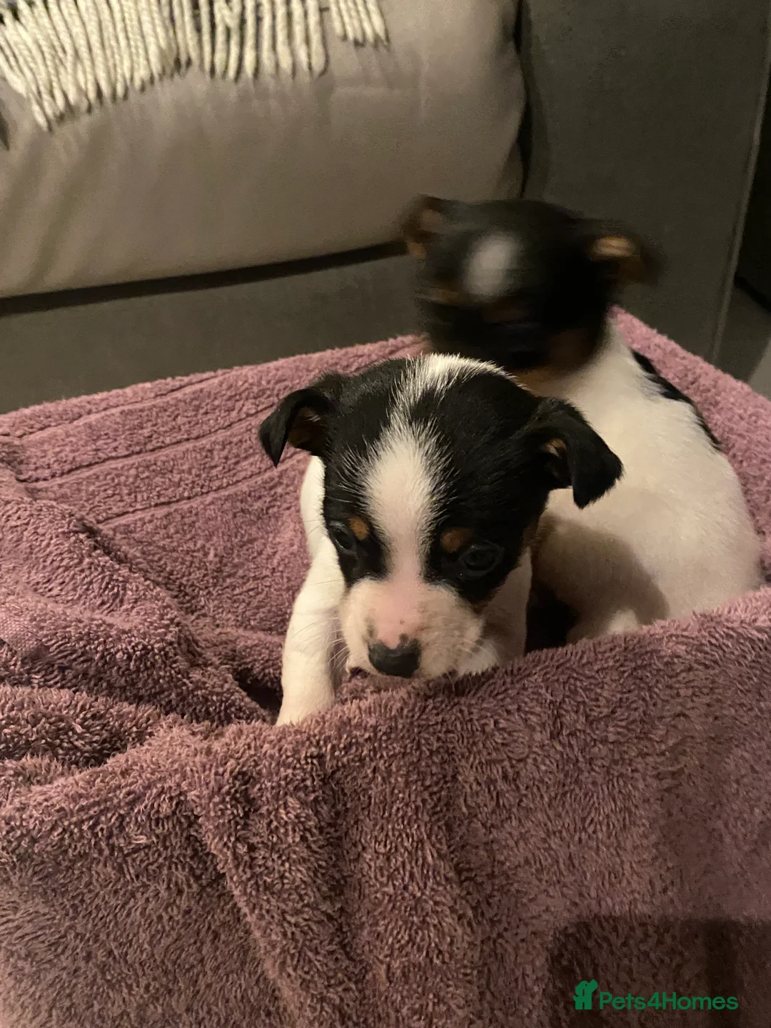 Jack Russell dogs for sale: My beautiful Jack Russell puppies available - Advert 12