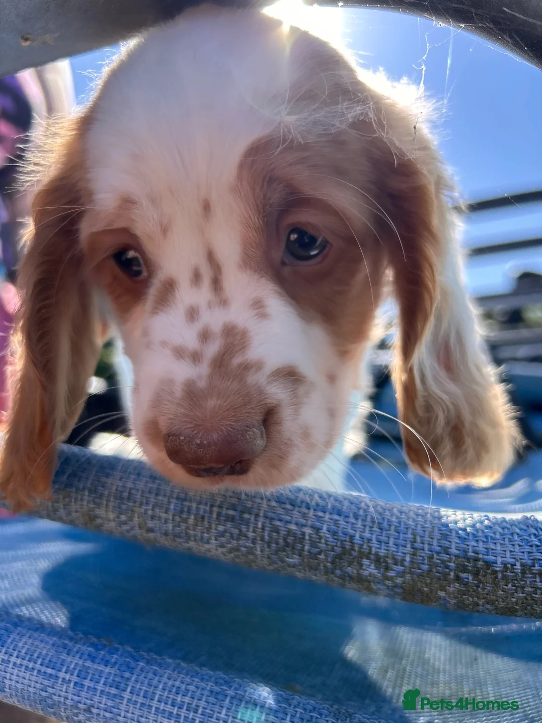 Cocker Spaniel dogs for sale: Cocker spaniel puppy - Advert 6