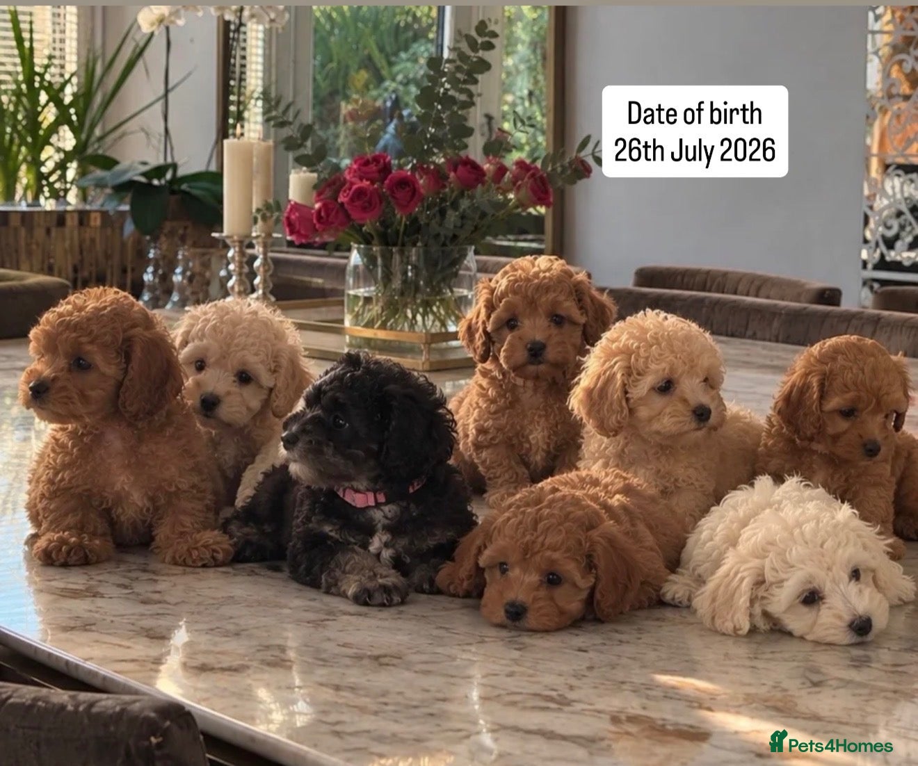 Toy Poodle dogs 9 weeks old toilet trained toy poodle puppies  - Advert 1