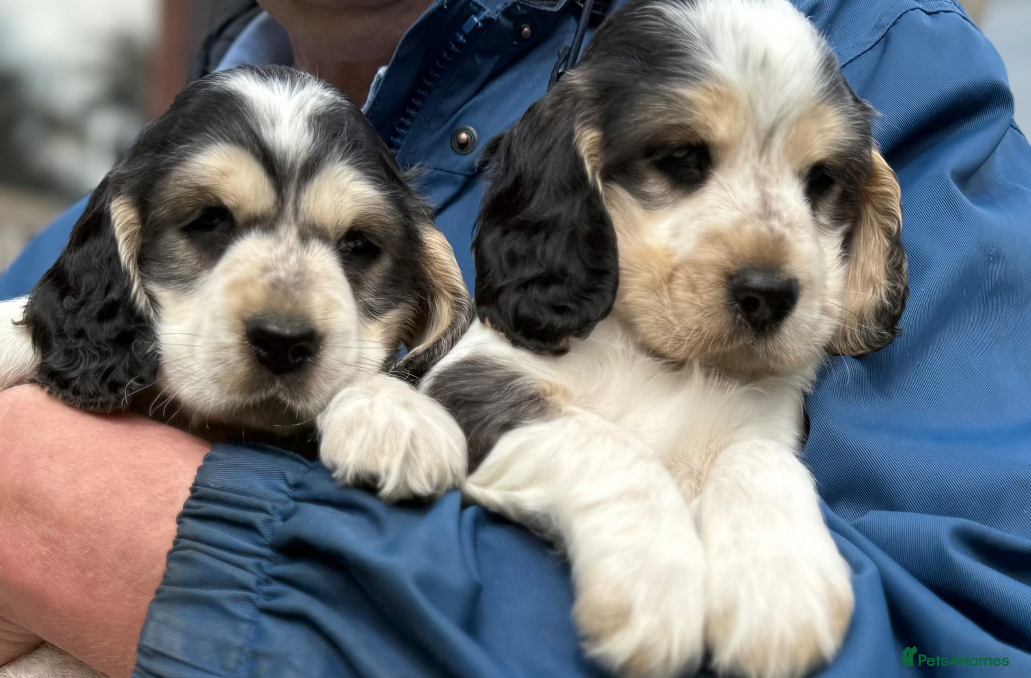 Cocker Spaniel dogs LEMON and SABLE ROAN Show Cocker Spaniels  - Advert 1