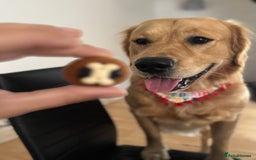 Golden Retriever dogs for stud: Golden retriever - Image 4