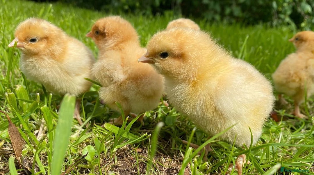 Chickens poultry for sale: Hatching eggs, Chicks & Ducklings - Image 8