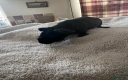 Guinea Pig rodents for sale: Skinny pig babies ready now - Image 2