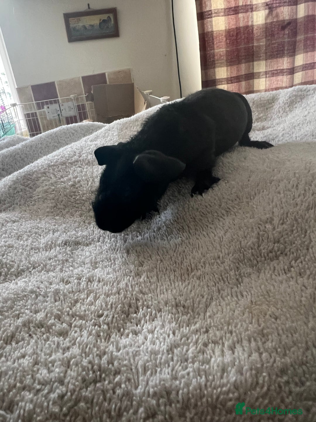 Guinea Pig rodents for sale: Skinny pig babies ready now - Image 2