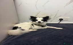 Papillon dogs for adoption: Zorro: The Little Soul Who Refused to Disappear - Image 3