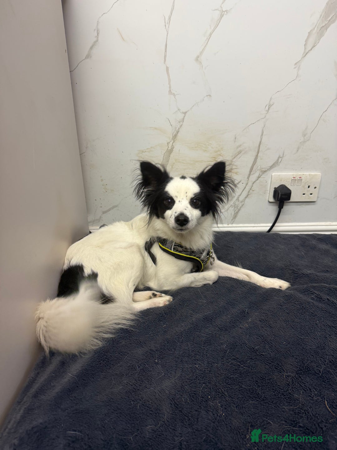Papillon dogs for adoption: Zorro: The Little Soul Who Refused to Disappear - Image 3