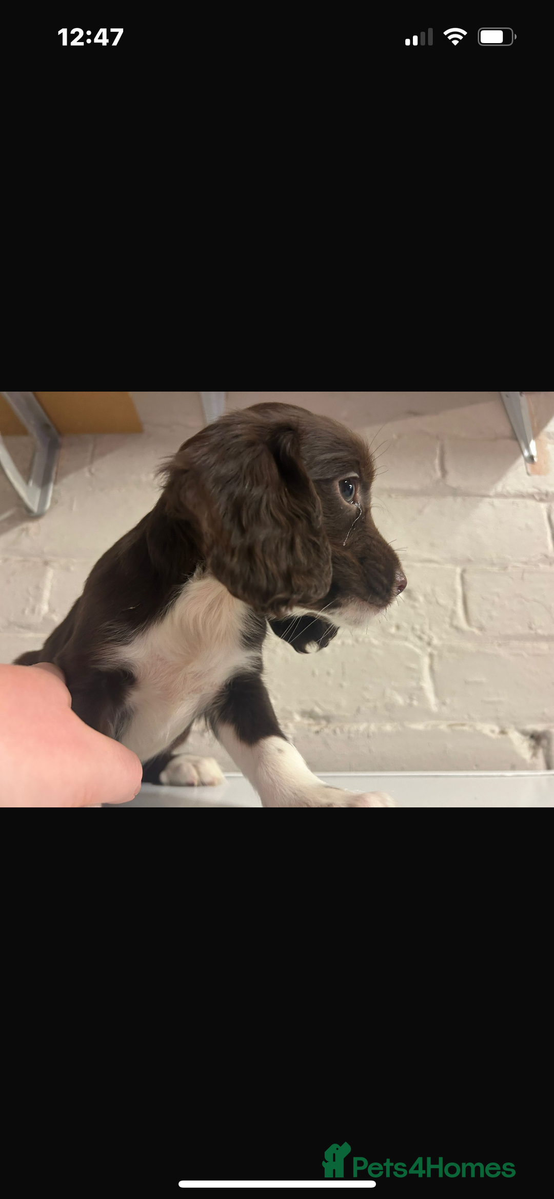 Cocker Spaniel dogs for sale: Cocker Spaniel Bitch *For Sale* - Advert 4