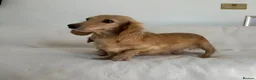 Miniature Dachshund dogs for sale: 👑✨MINI LONG HAIRED CREAMS✨👑 KC ✨ HEALTH TESTED ✨ - Advert 4