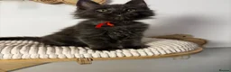 Maine Coon cats for sale: 3 Beautiful active Maine Coon Kitten’s - Advert 10