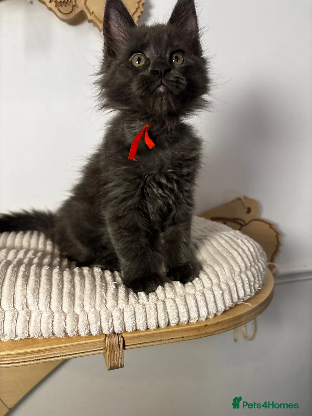 Maine Coon cats for sale: 3 Beautiful active Maine Coon Kitten’s - Advert 10