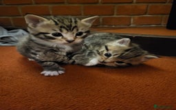 Mixed Breed cats for sale: Beautiful tabby kittens - Image 4