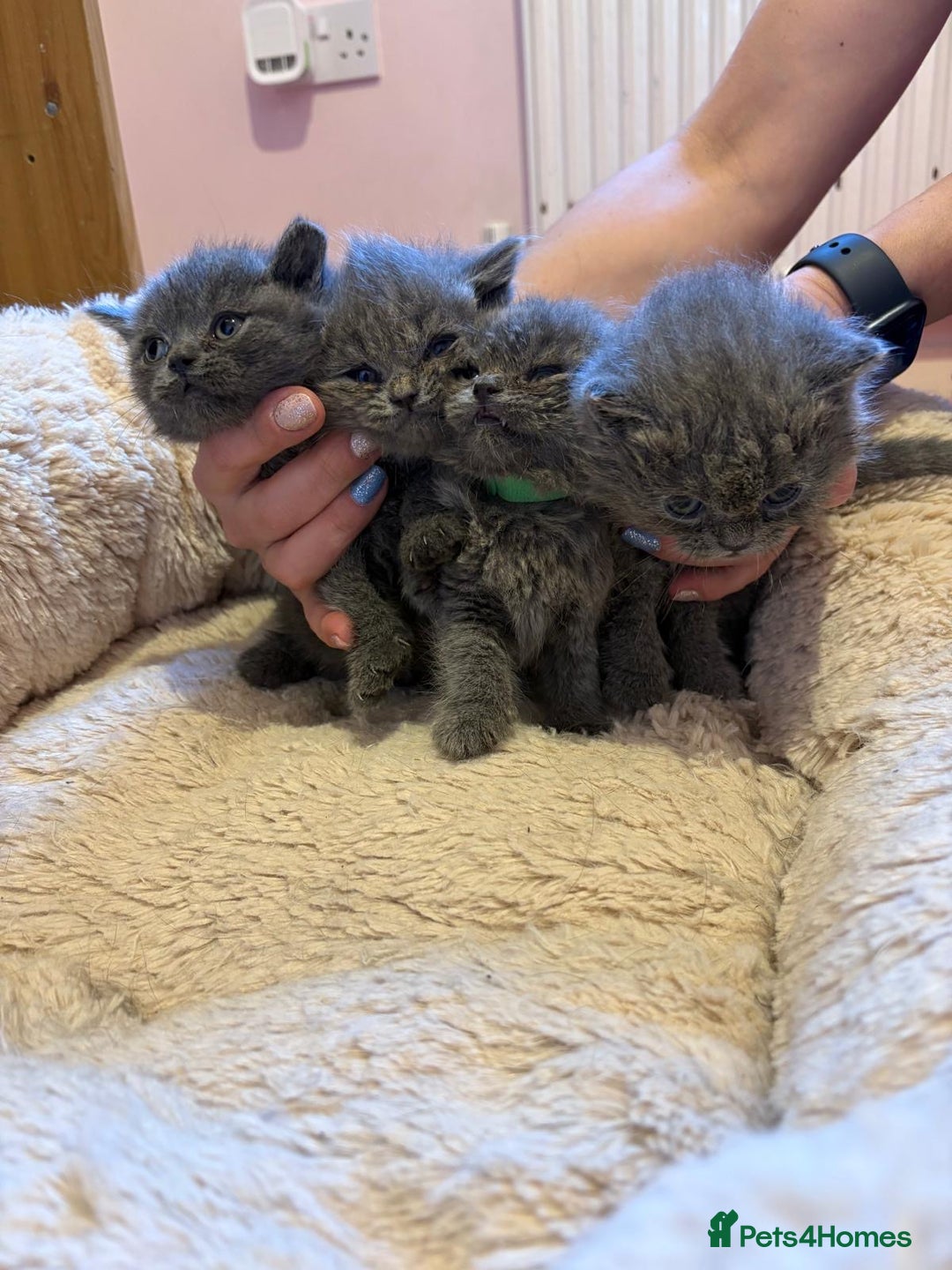 British Shorthair cats for sale: British Blue Shorthair kittens for sale - Image 7